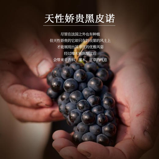【勃艮第山丘AOC】 歌桐庄园干红葡萄酒 法国原装进口 13%vol 商品图6
