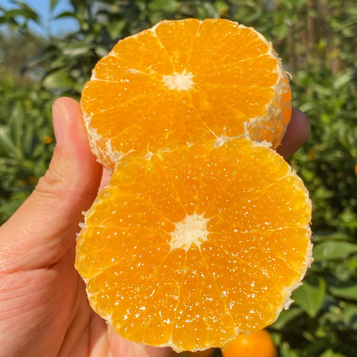 广西武鸣沃柑 商品图1