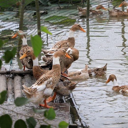 现杀现发 3天左右发货【散养两年以上的农家老麻鸭】自由散养纯粮食喂养的农村鸭子 皮肉紧实口感巴适 商品图0