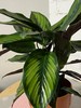 祝庄-竹芋   桌面绿植 商品缩略图1