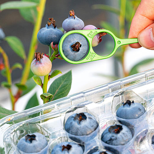 个大爆汁 颗颗精选！MAX版【蓝美莓粒装蓝莓】满满花青素 保护视力 坑格设计食用更快捷 一颗颗嘎嘣爆汁 72小时发货 商品图12