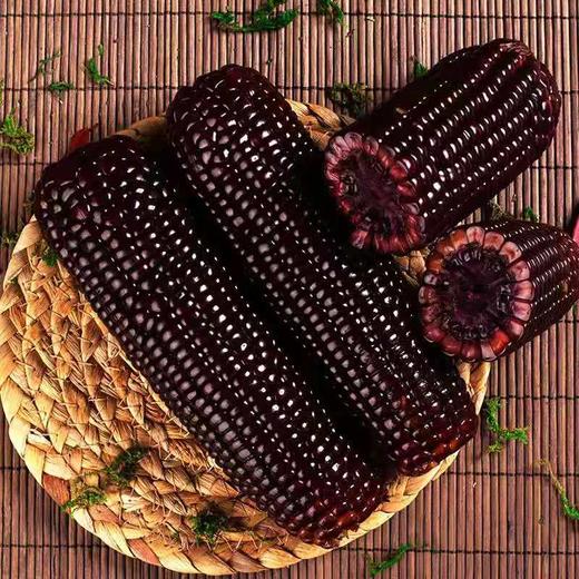 【全国包邮】祁州 黑玉米8根装 商品图7