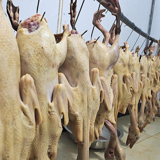 现杀现发 3天左右发货【散养两年以上的农家老麻鸭】自由散养纯粮食喂养的农村鸭子 皮肉紧实口感巴适 商品图7