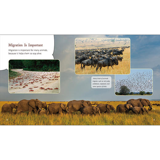 丽声三叶草分级读物第十一级 商品图2