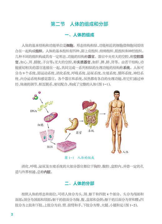 解剖生理学基础 第2版 十四五规划教材 全国中等卫生职业教育教材 供康复技术专业用 黄嫦斌主编 人民卫生出版社9787117340311 商品图3