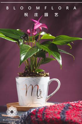 祝庄  杯花系列  齐祖紫色精灵室内盆栽桌面植物好养花卉
