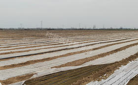 冬季大葱育苗的地膜什么时候揭膜合适?天冷了还能揭膜吗?