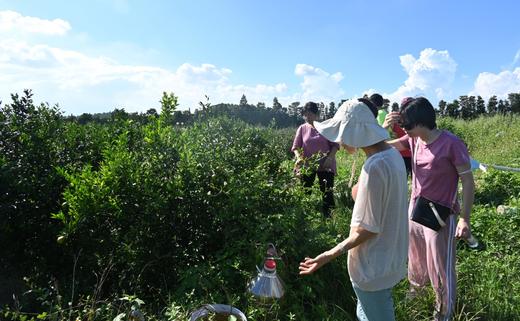 陈皮（大红皮）9年自然陈化 / 国际机构检554项零农残 /自然农法 酵素种植 商品图4