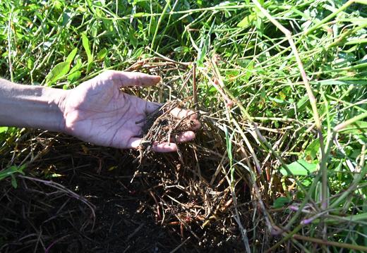 陈皮（大红皮）9年自然陈化 / 国际机构检554项零农残 /自然农法 酵素种植 商品图5