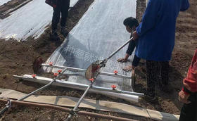 铺了地膜的葱苗什么时候揭膜?揭膜有哪些注意事项?