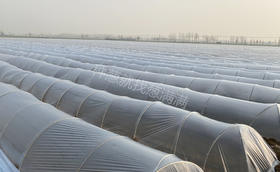 大葱冬季育苗更换小拱棚有哪些注意事项