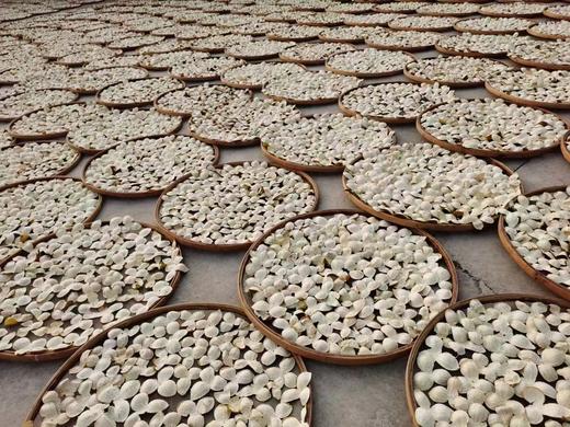 陈皮（大红皮）9年自然陈化 / 国际机构检554项零农残 /自然农法 酵素种植 商品图1