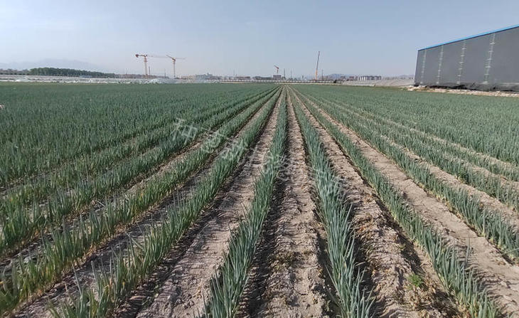 新乡大葱葱田实拍