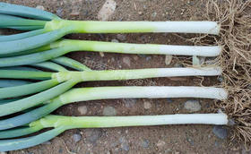 越夏大葱哪个品种好?夏薇大葱怎么样?