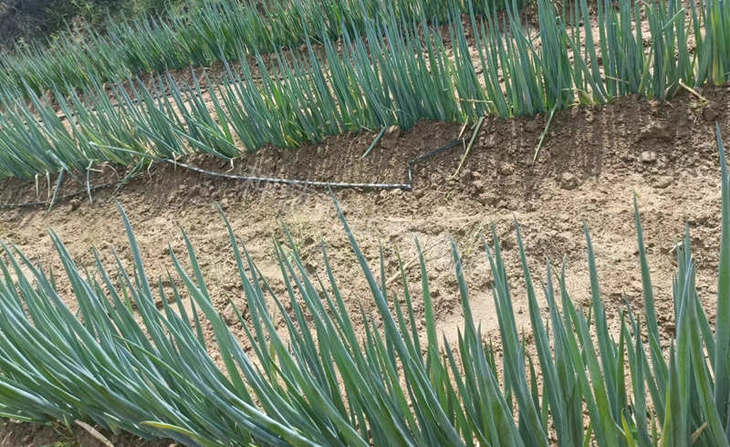 锦藏大葱葱田实拍