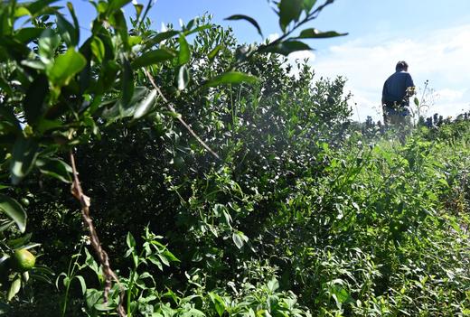 陈皮（大红皮）9年自然陈化 / 国际机构检554项零农残 /自然农法 酵素种植 商品图6