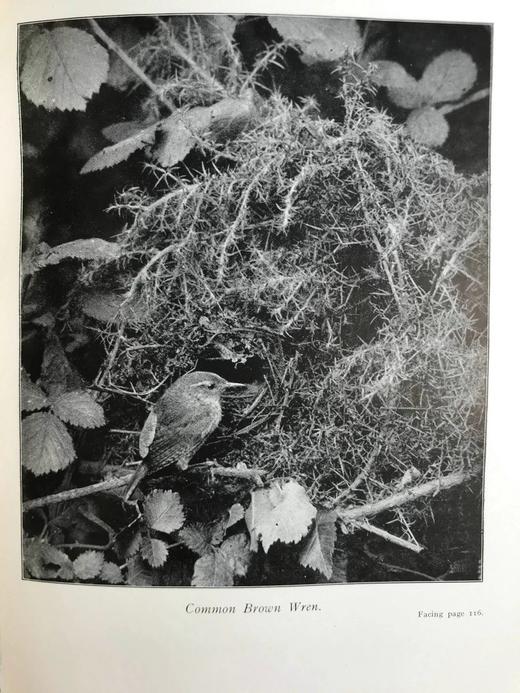 含藏书票！1924年 塞耳彭自然史 约百幅插图 漆布精装16开 商品图11