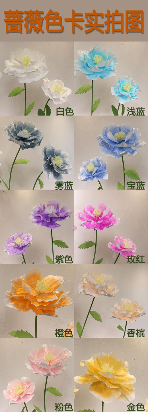 蔷薇（运费自理） 商品图10