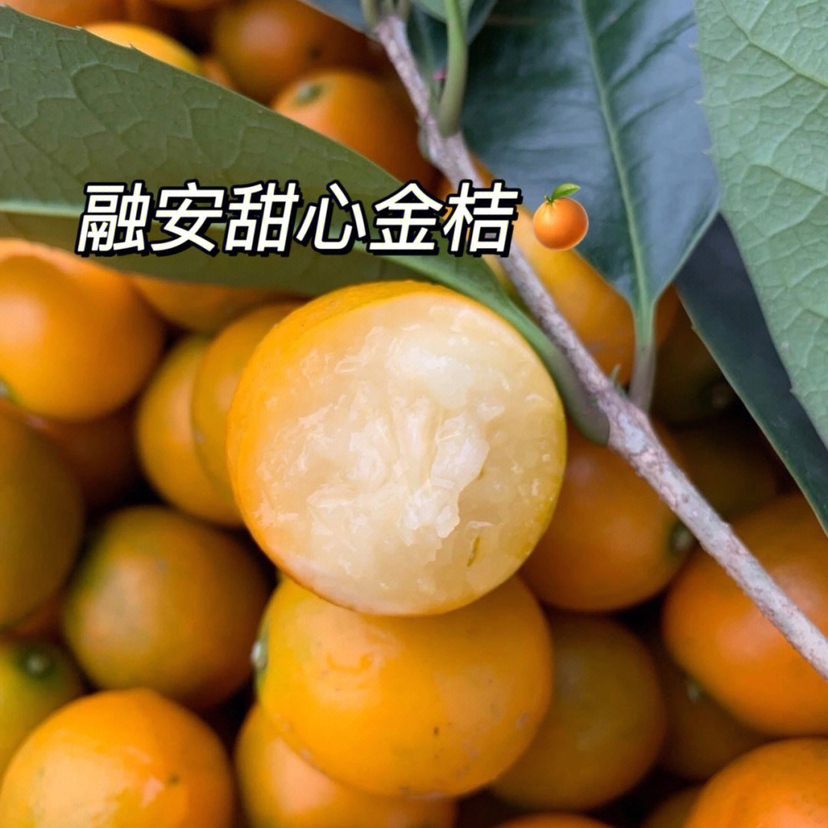 国家地理标识产品，融安金桔，金桔界天花板 来自广西融安核心产区 | 不酸麻、不苦涩 ，脆甜水嫩 只采摘甜度大于20度的精品大果