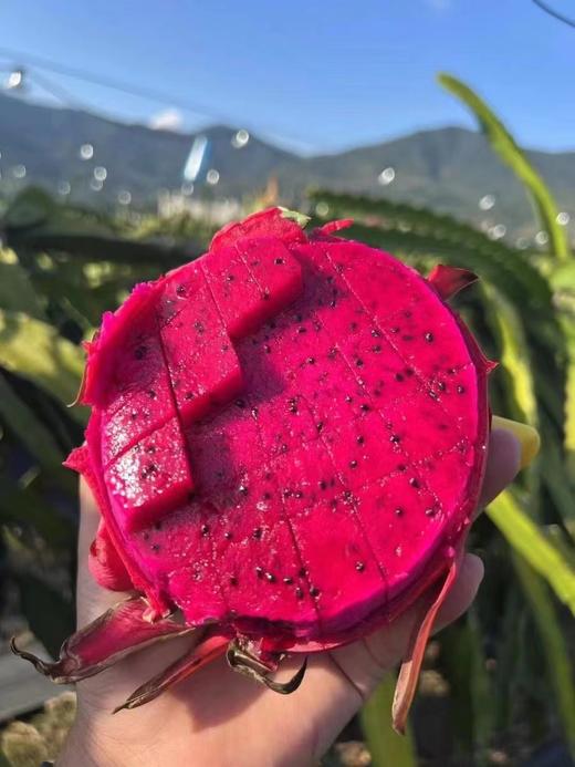 红夫人商城 海南空运 京都一号 甜心女王 红心火龙果 整箱5-5.5斤 商品图2