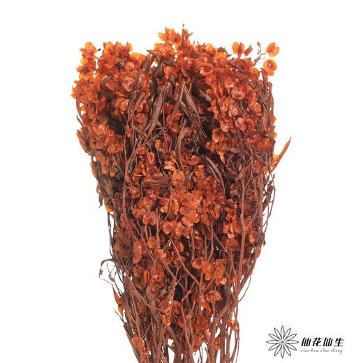 配花 | 染色迎客豆橙色（1捆220g左右） 商品图2