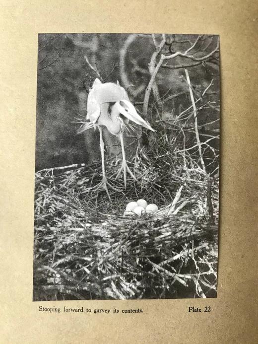 含藏书票！1910年 琵鹭的巢中生活 32幅手工贴图 漆布精装16开 商品图8