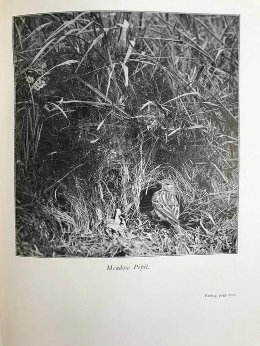 含藏书票！1924年 塞耳彭自然史 约百幅插图 漆布精装16开 商品图9