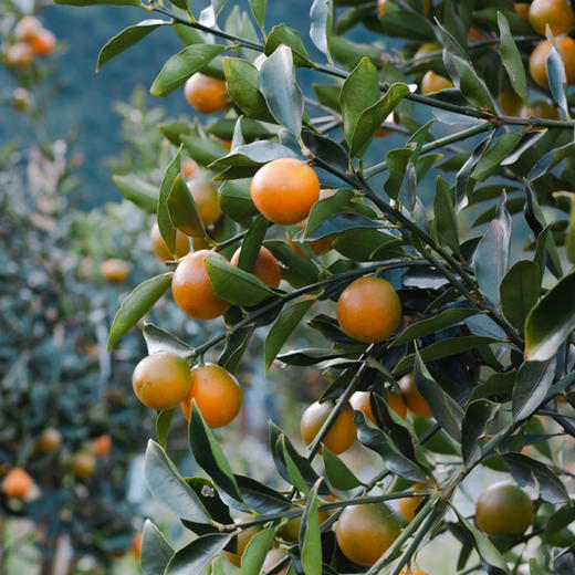 国家地理标识产品，融安金桔，金桔界天花板 来自广西融安核心产区 | 不酸麻、不苦涩 ，脆甜水嫩 只采摘甜度大于20度的精品大果 商品图7