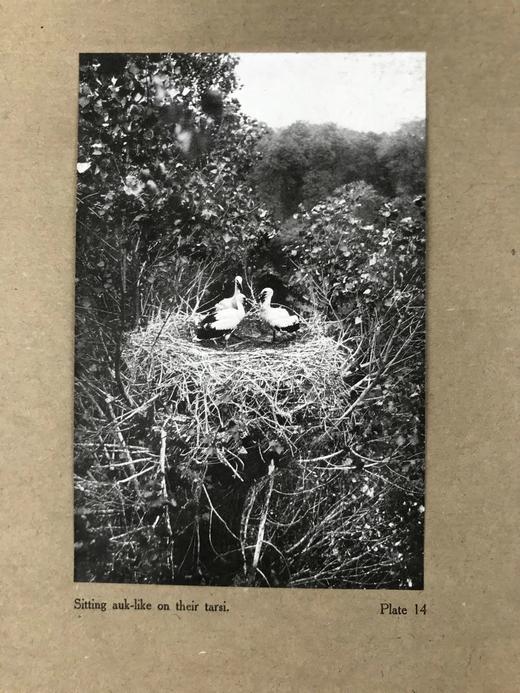 含藏书票！1910年 琵鹭的巢中生活 32幅手工贴图 漆布精装16开 商品图14