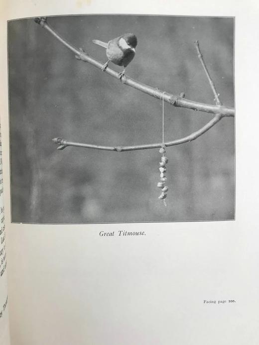 含藏书票！1924年 塞耳彭自然史 约百幅插图 漆布精装16开 商品图13