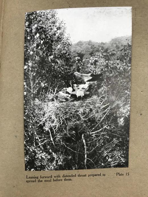 含藏书票！1910年 琵鹭的巢中生活 32幅手工贴图 漆布精装16开 商品图13