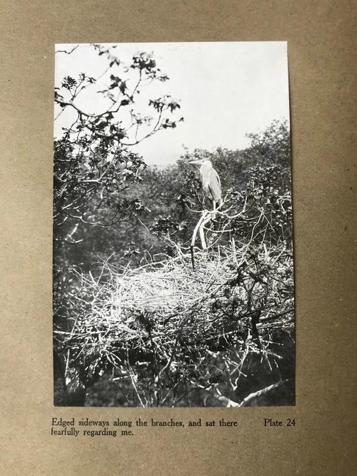 含藏书票！1910年 琵鹭的巢中生活 32幅手工贴图 漆布精装16开 商品图6