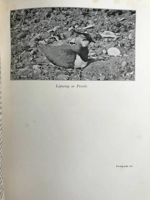 含藏书票！1924年 塞耳彭自然史 约百幅插图 漆布精装16开 商品图5