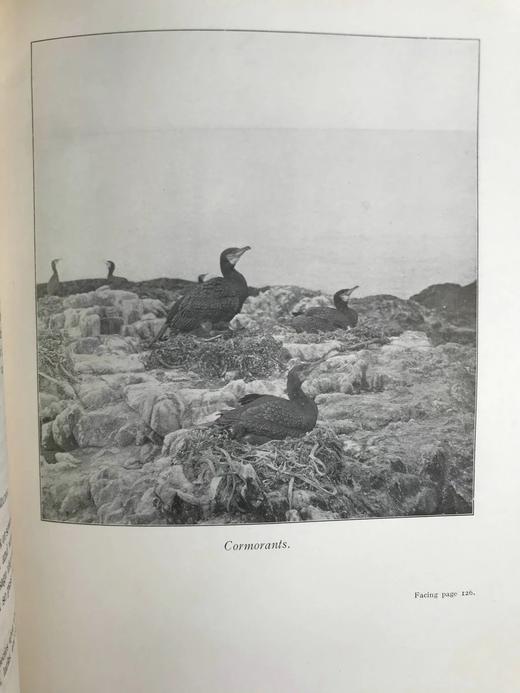 含藏书票！1924年 塞耳彭自然史 约百幅插图 漆布精装16开 商品图7