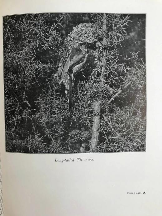 含藏书票！1924年 塞耳彭自然史 约百幅插图 漆布精装16开 商品图14