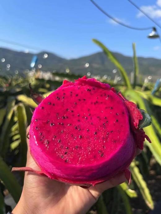 红夫人商城 海南空运 京都一号 甜心女王 红心火龙果 整箱5-5.5斤 商品图3