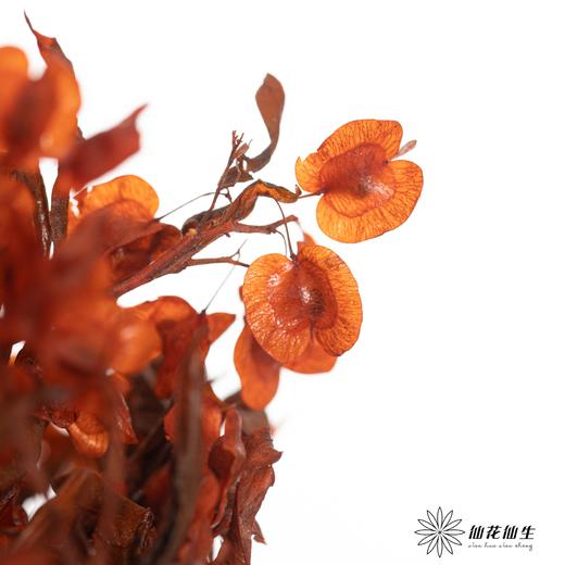 配花 | 染色迎客豆橙色（1捆220g左右） 商品图0