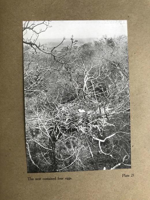 含藏书票！1910年 琵鹭的巢中生活 32幅手工贴图 漆布精装16开 商品图9