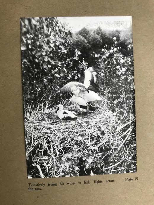 含藏书票！1910年 琵鹭的巢中生活 32幅手工贴图 漆布精装16开 商品图11