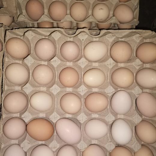 【批发】60枚装柴鸡蛋 商品图3