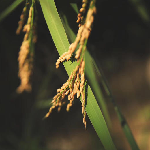浔隐山 谷花酥 稻花酥糖 杂粮传统糕点心米花糖黑米酥蛋苕酥零食 商品图3