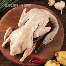 洪湖绿头老野鸭