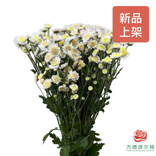 小菊-慕斯泡芙 商品图0