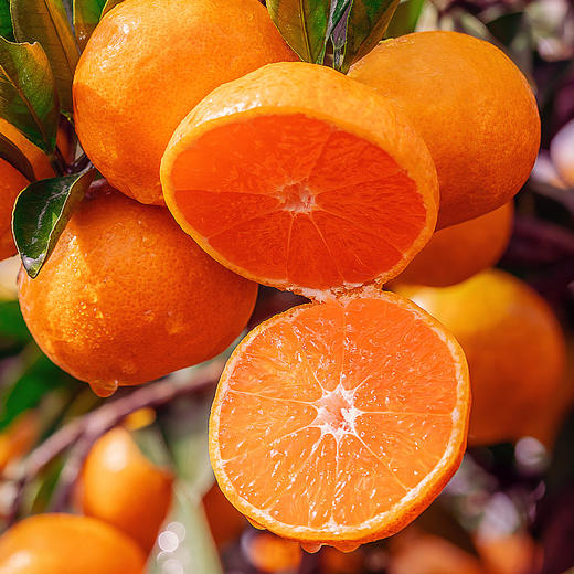 【不打蜡 不泡药水】广西武鸣精品沃柑  新鲜水果当季整箱沙糖蜜橘砂糖柑橘子 商品图1