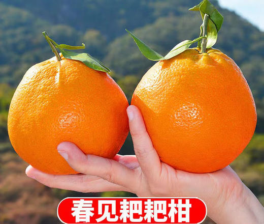 【严选】四川春见耙耙柑带箱10斤（厂家直发） 商品图2