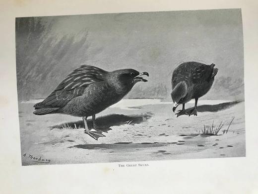 含藏书票！1903年 利尔福勋爵谈鸟类 13幅插图 漆布精装16开 商品图13