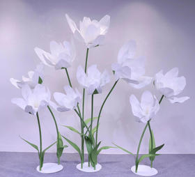 蝴蝶兰组合（运费自理）