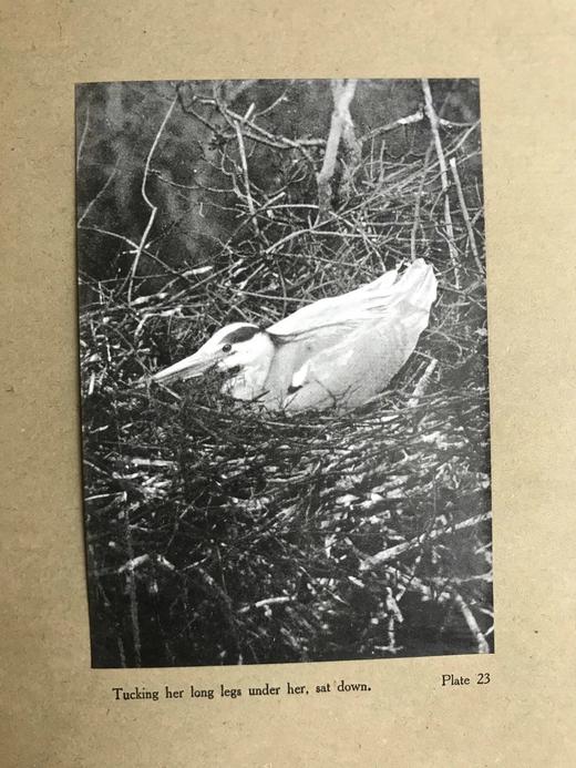 含藏书票！1910年 琵鹭的巢中生活 32幅手工贴图 漆布精装16开 商品图7