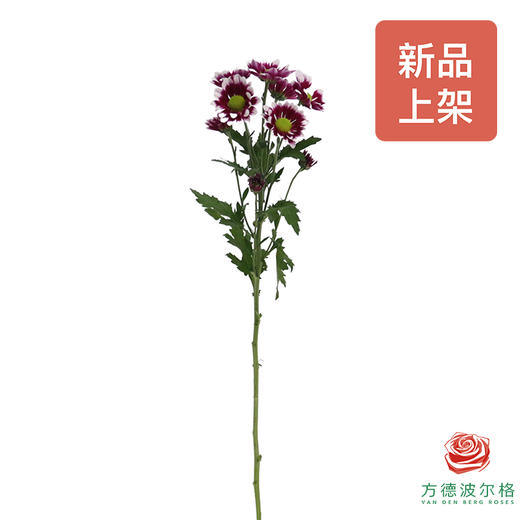 小菊-麦地卡 商品图6