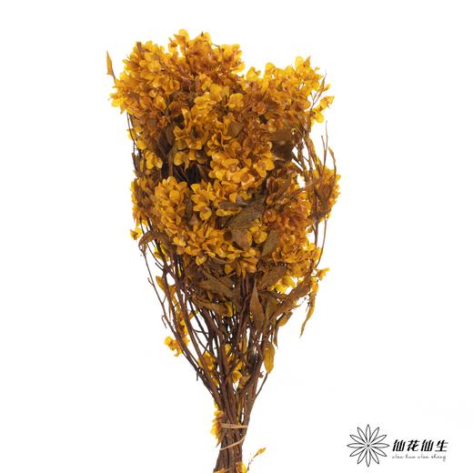 配花 | 染色迎客豆黄色（1捆220g左右） 商品图1